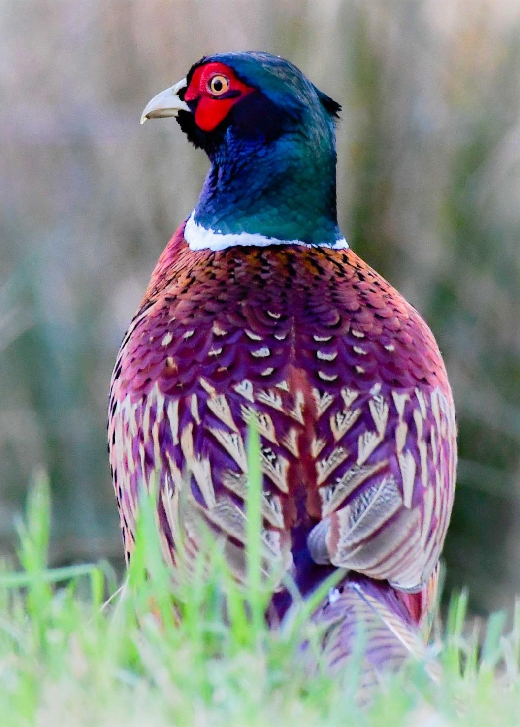 A brightly coloured pheasant viewed from the back looks off to the left