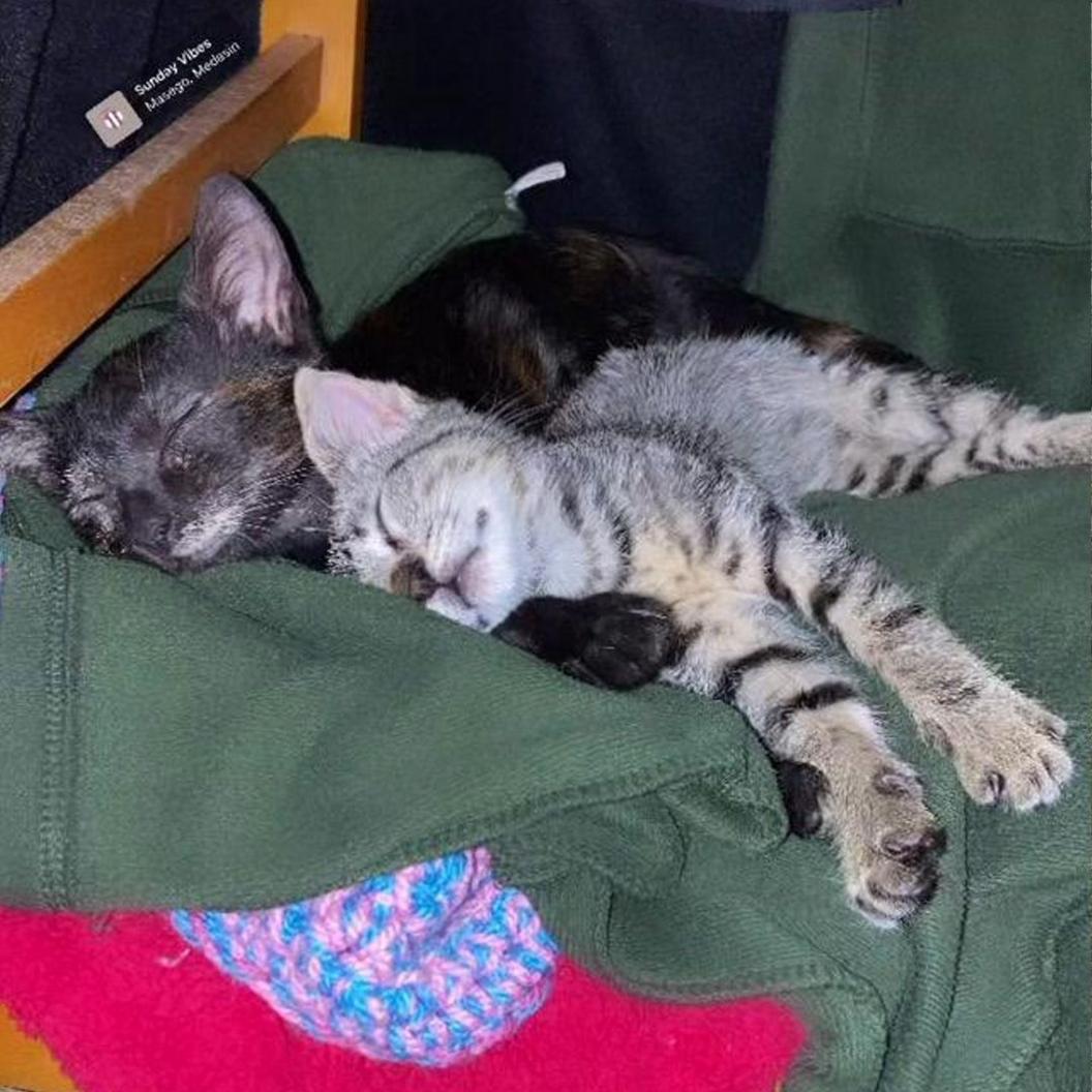 Maya a Luna, y cathod cafodd eu mabwysiadu o Sbaen