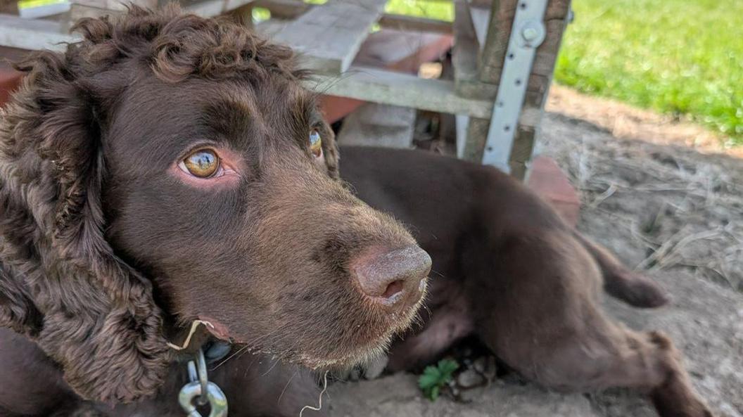 Hank laying down in a shady spot