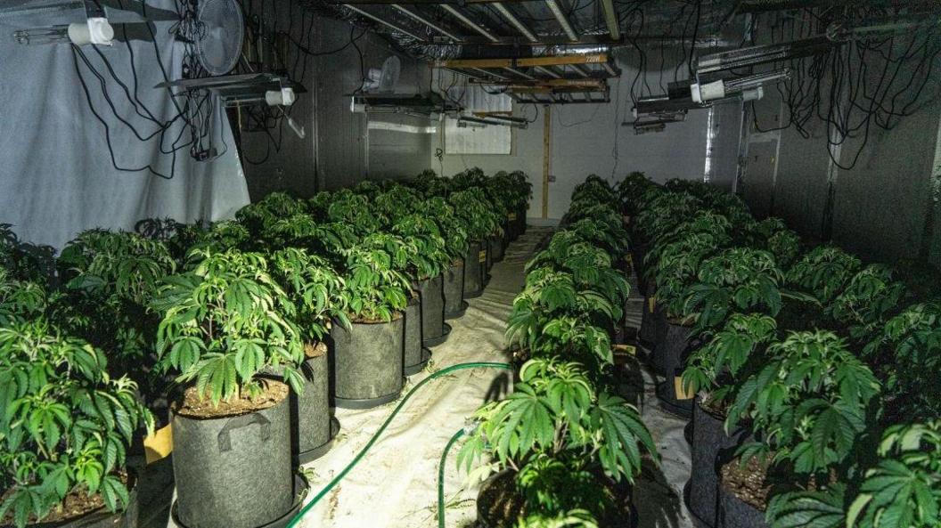 Several green cannabis plants being grown inside a building in Sussex. Plastic sheets are on the ground and hanging from the ceiling, and a fan and lights also hang from the ceiling.