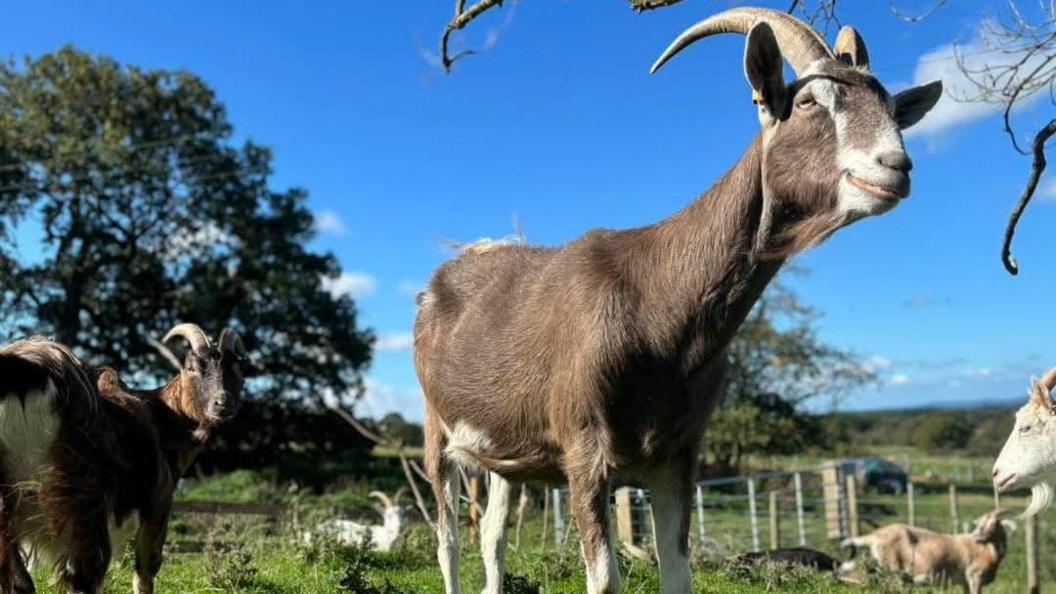 A close up image of a goat in a field as it looks at something behind the camera. Other goats are sitting or standing in the field behind it.