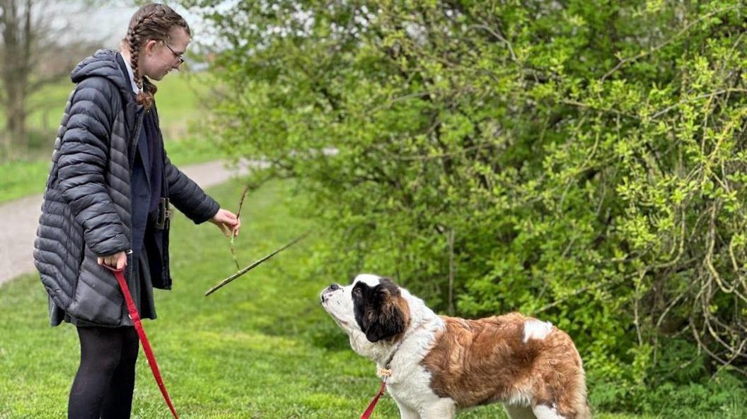 A girl wearing a black coat and holding a red lead in her right hand, holds out a twig in her left hand towards a St Bernard dog, who is looking up at it.