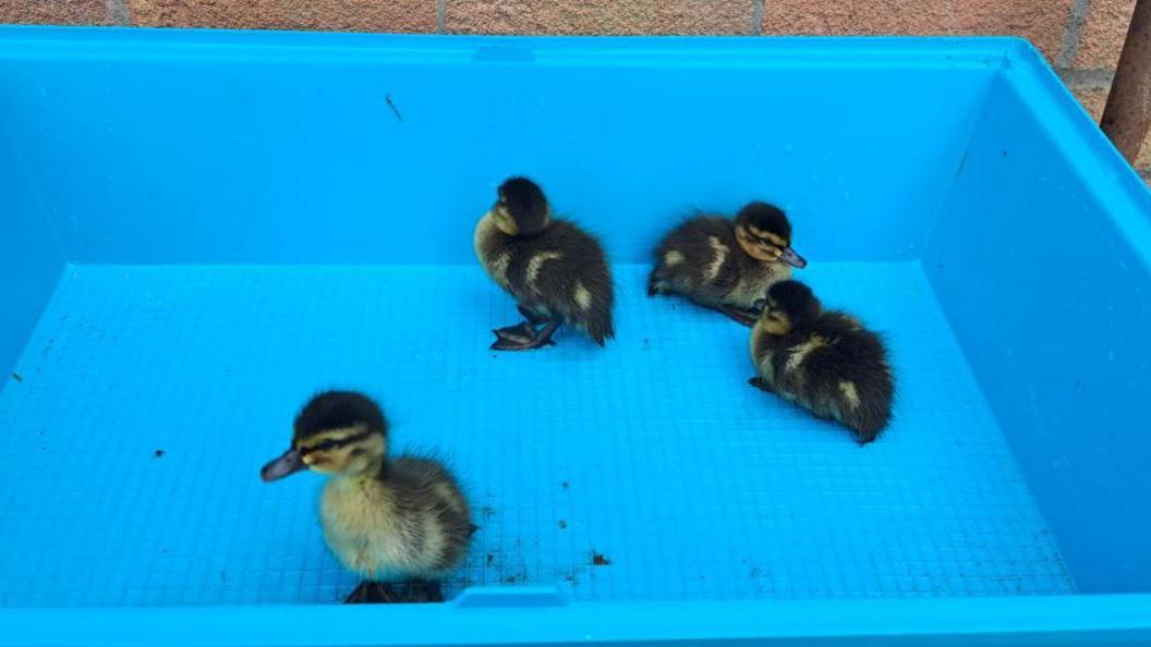 Four ducklings