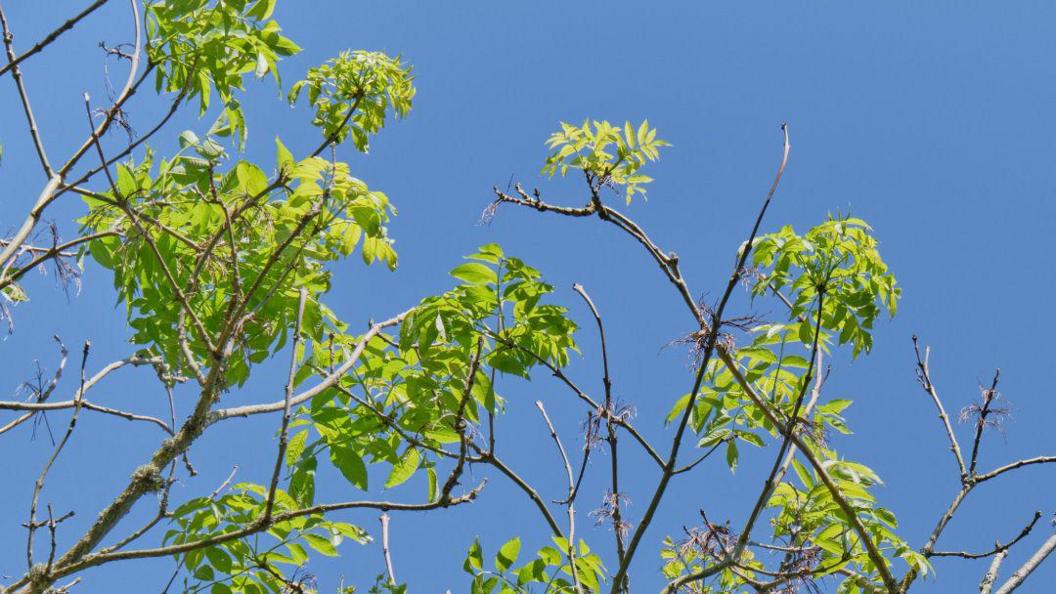 A tree branch full of green, small leaves pictured amongst a bright blue sky.