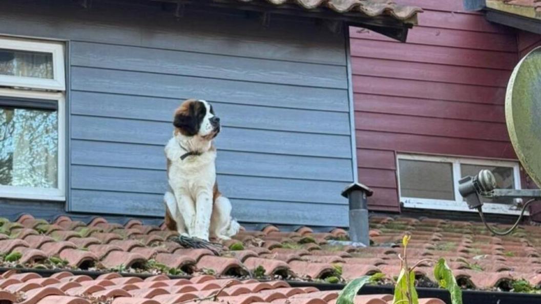 A large brown and white dog sits on the tiled roof of a house. Windows, a satellite dish and and a flue can be seen. There is some moss on the tiles.