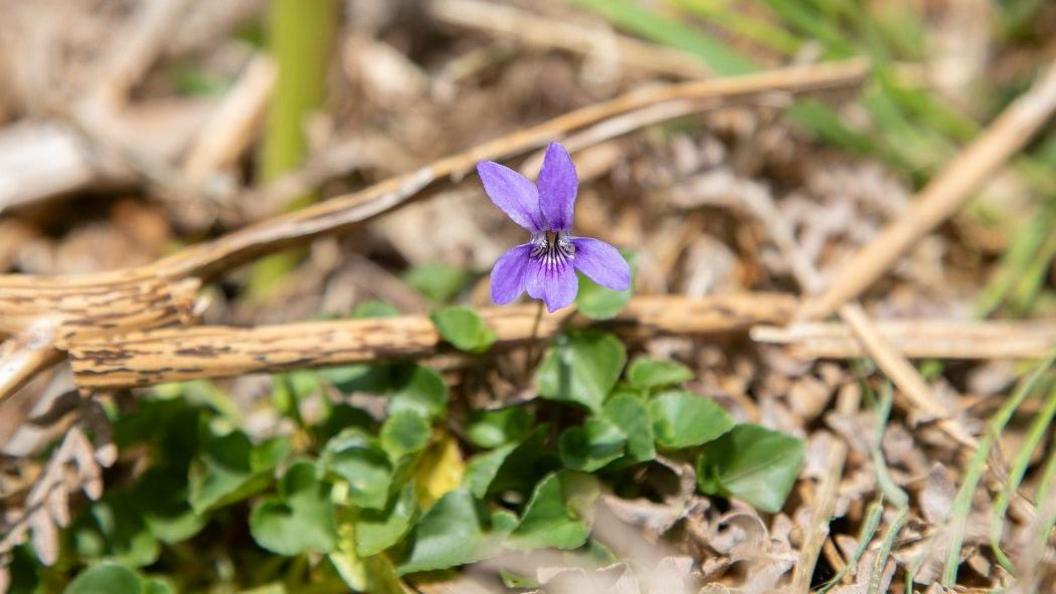  the common dog-violet.