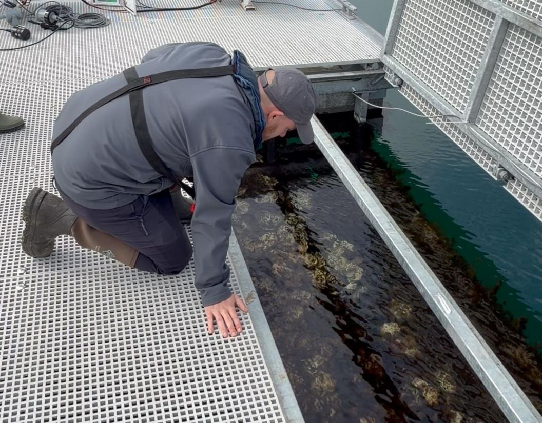 A man kneels down near a metal grate over an oyster bed in Northern Ireland.