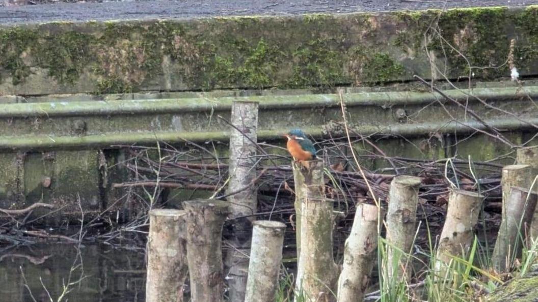A bird with blue and orange plumage sitting on top of cut log sticking out of the water. 
