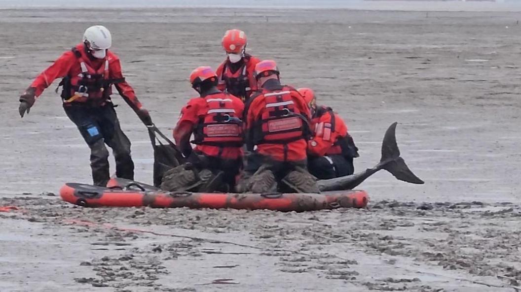 Five rescue personnel wearing red coats and black trousers - four with red hard helmets and one with a white one, are pulling a rescue sling along a mudflat that contains a black dolphin. The tied is out.