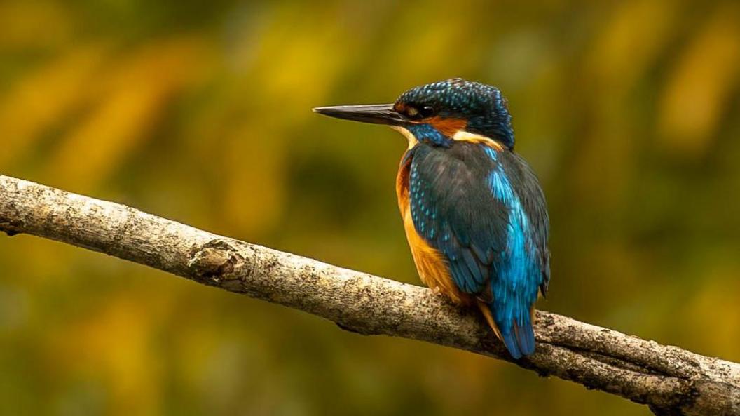 A kingfisher bird sitting on a branch looking to the left. There is an almost iridescent shine to its blue head and some of its body feathers