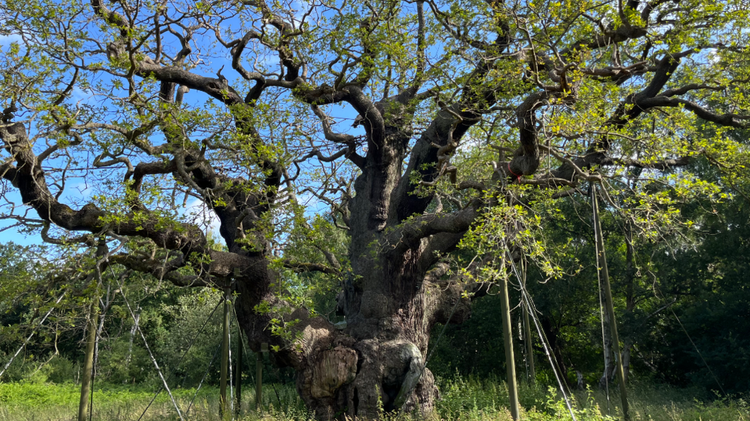 The Major Oak covered in leaves