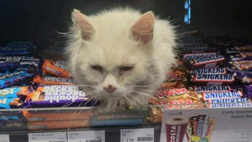 Pixie the cat sitting on a shelf full of chocolate bars. 