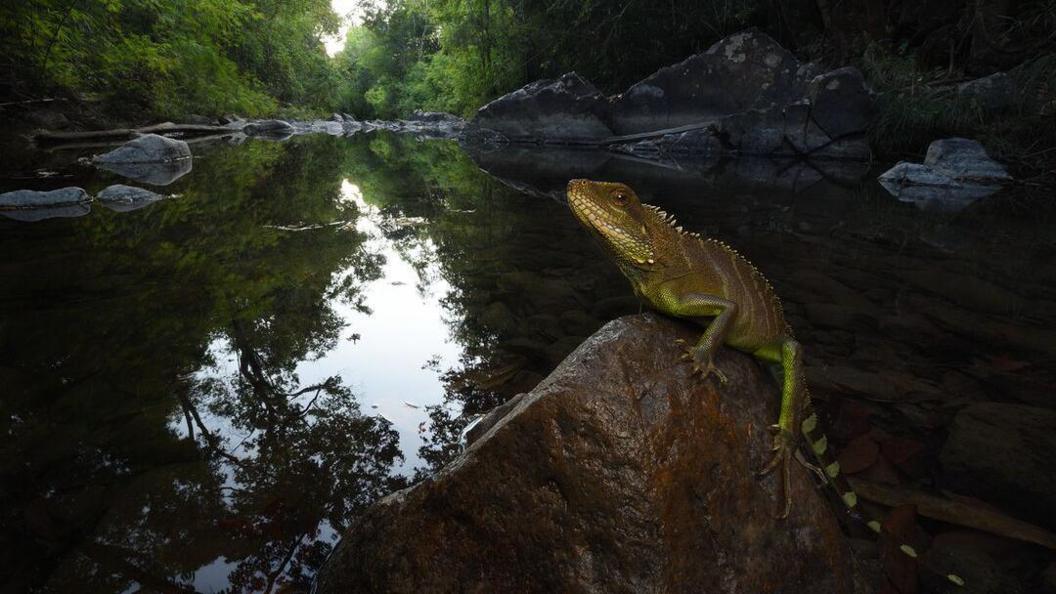 Indochinese water dragon sitting on a rock with a river in the background