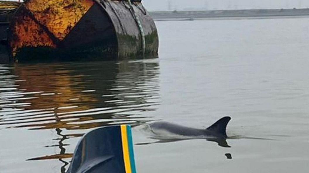  A dolphin swims near a rowing paddle and a rusted barge in calm waters.