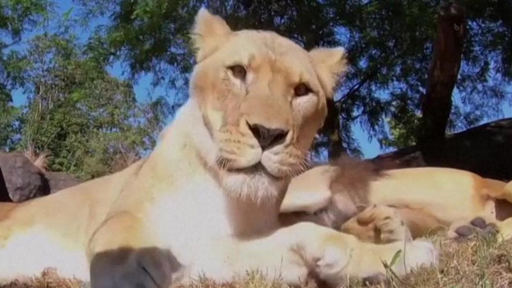 Lioness looking straight into the camera