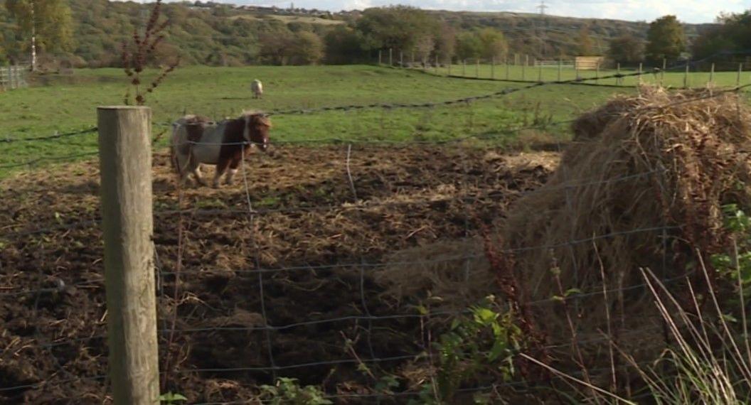 A brown and white pony stands in a field which is cordoned off by a wooden fence post with wire fencing. The ground appears muddy and uneven with a large pile of hay or straw on the right side. In the background there are hills, trees and shrubbery.