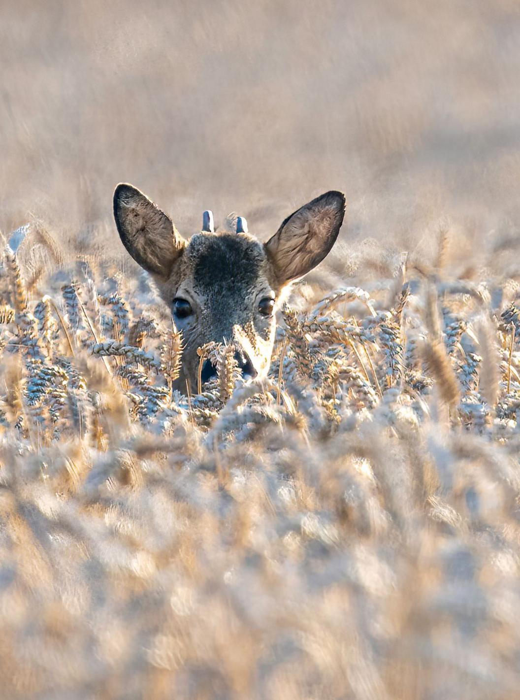 A roe buck peeks through crops in a field