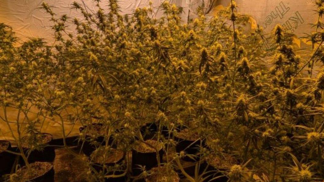 Plants inside on a photo released by police.