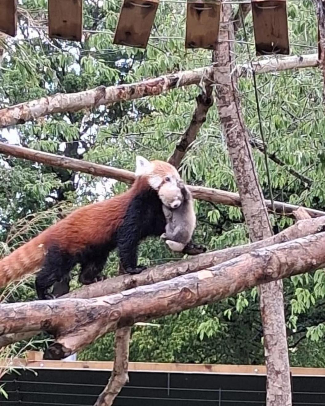 Mum Layla carries the cub in her mouth as she navigates tree branches