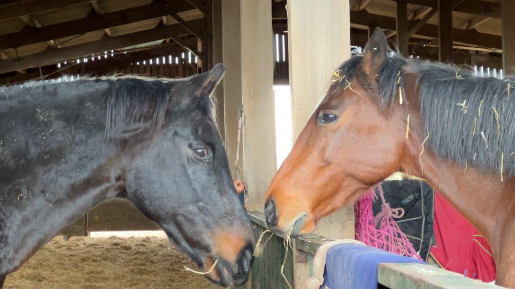 Two horses, to the left is a horse which is dark brown and has a patch of lighter brown near its nose. The other horse is a golden shade of brown and is eating hay.