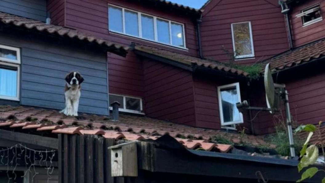 A wider shot showing the large brown and white dog standing on the tiled roof of a house. An open window can be seen, leading out on to the roof. 
A satellite dish and and a flue can also be seen.