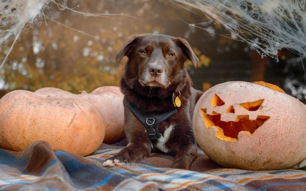 A chocolate brown dog stares at the camera. The dog is lying on a brown, blue and orange blanket, with pumpkins on either side of the dog and atmospheric fake cobwebs in the background