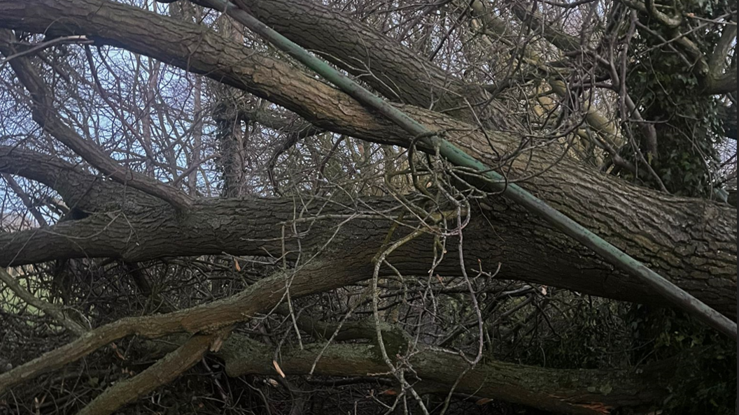 Tree fallen over, with trunk and branches, on path in the Stormont estate in Belfast