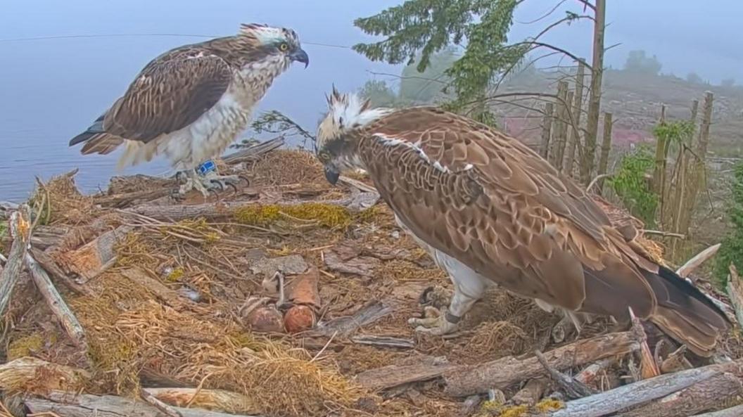 Two ospreys look down at their remaining eggs that are yet to be hatched in their nest 