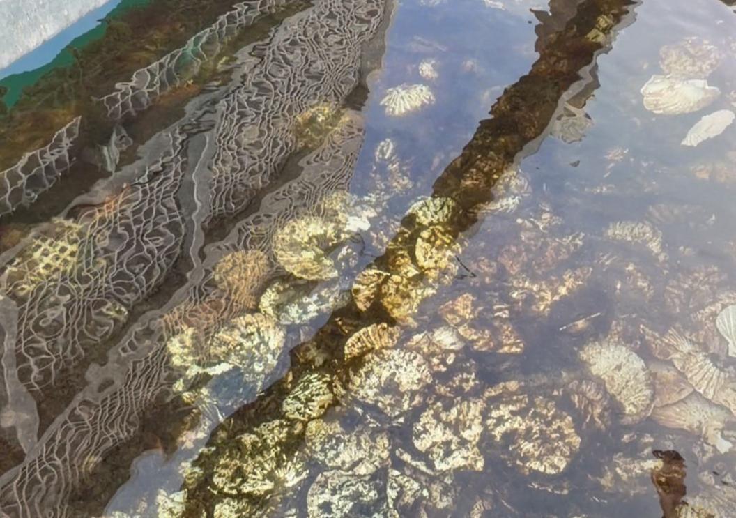 Oysters growing on scallop shells seen underwater on the floating oyster bed.