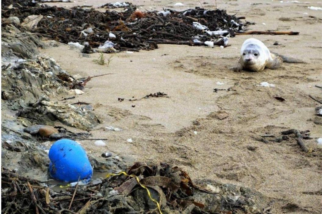 A balloon on a beach near a seal