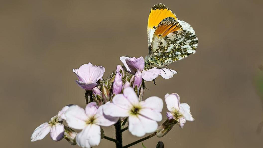 A butterfly with white wings featuring intricate green patterning across the surface and orange tips, sits on a cluster of pink flowers.