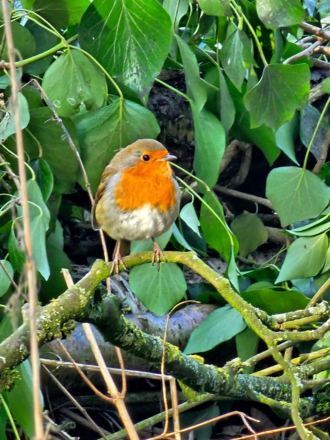 A robin with a bright red breast sits on a twig on a tree, looking to the right of the picture. Evergreen leaves dominate the scene behind him.