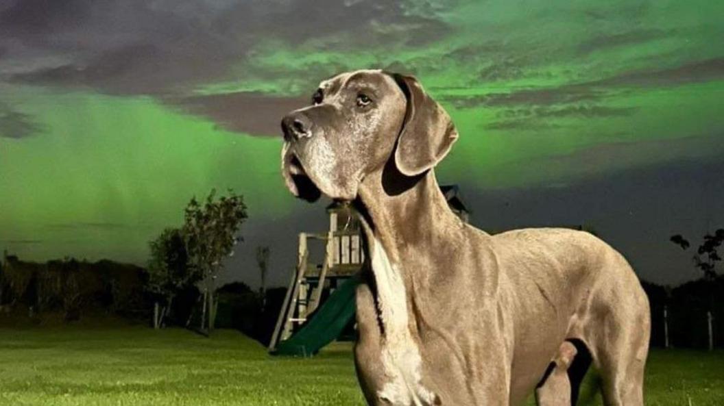 a jowly dog in front of the Northern Lights