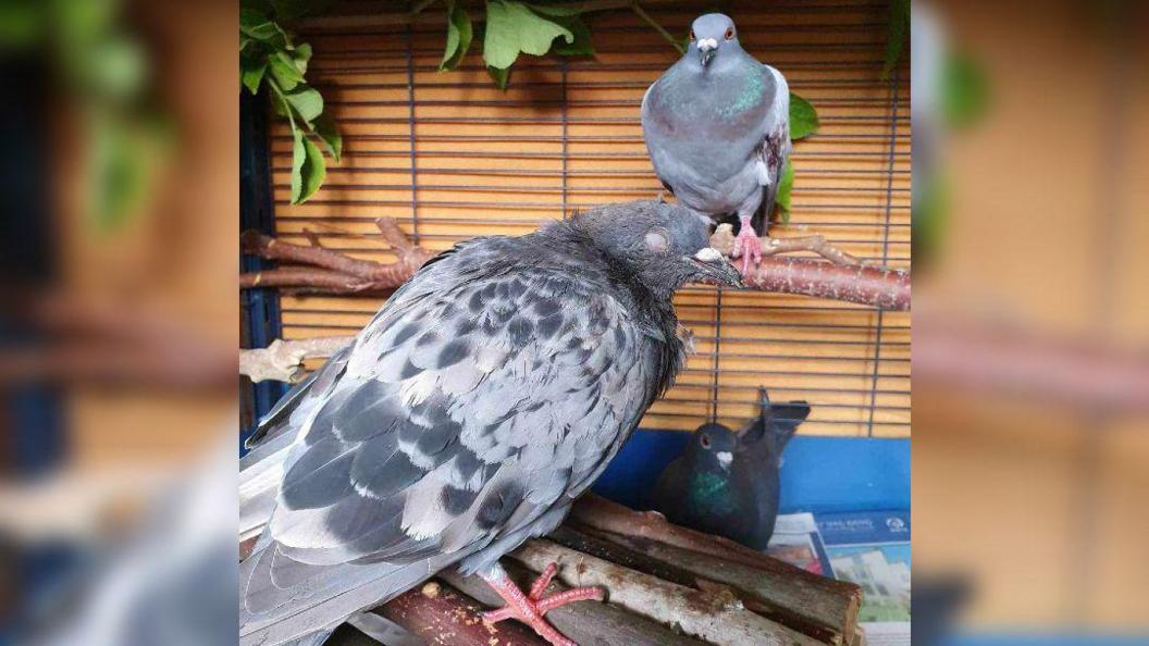 Three pigeons in a sanctuary cage. One is perched on a branch, one is sitting on the floor of the cage and another is at the forefront of the picture, with closed swollen eyes