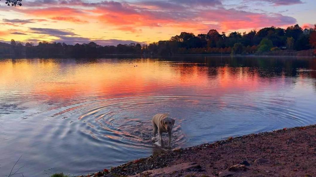 A stunning orange and yellow sunrise is reflected in a lake, surrounded by trees. A golden labrador-type dog emerges from the water