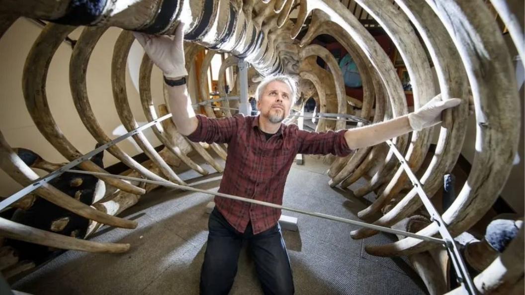 A man knelling inside a huge whale skeleton. He has his arms aloft - one holding looking the specimen's back bone - the other on its ribs. There is a metal framework inside the skeleton. 