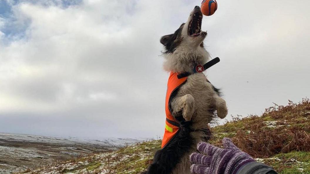 A brown, black and white border collie called Tarn jumps up to catch her ball, Tarn wears a mountain rescue orange coat for dogs. It is a snowy mountainous environment in the background.