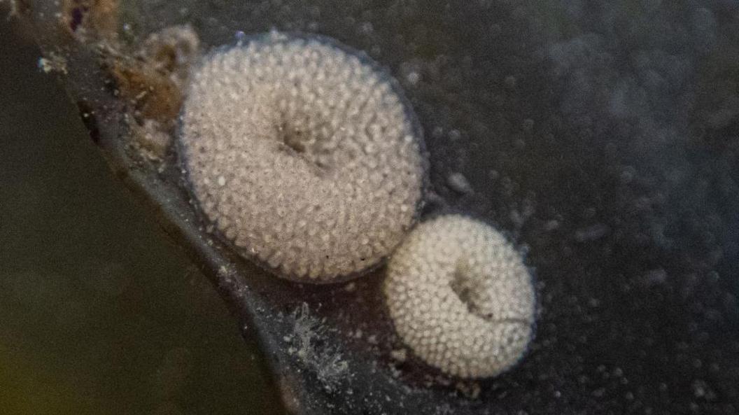 Two doughnut shaped rings of eggs pictured on a flat dark green strand of kelp.
