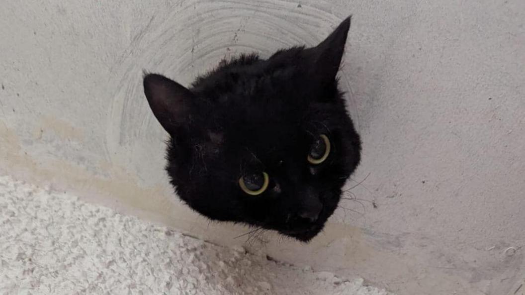 A black cat's head is sticking out of the ceiling inside a garage in Clevedon. Around the pipe is white plasterwork