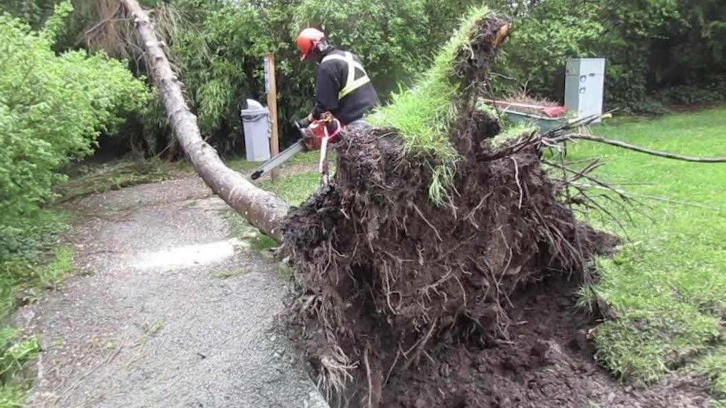 A worker takes a chainsaw to a tall fallen tree.