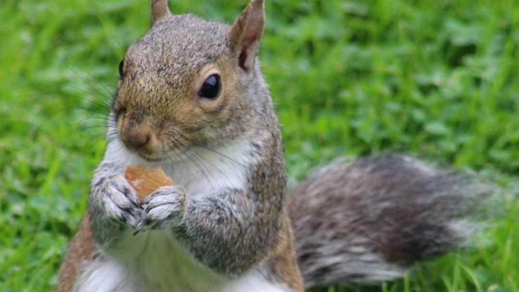 A close-up shot of a grey squirrel with food between his front paws and his bushy tail visible behind, sitting on green grass