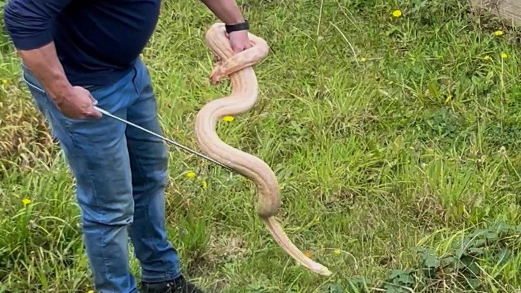 Ben Giles holding the snake in one hand and handling it with a metal pole in the other. He is wearing blue jeans and standing in the overgrown garden.