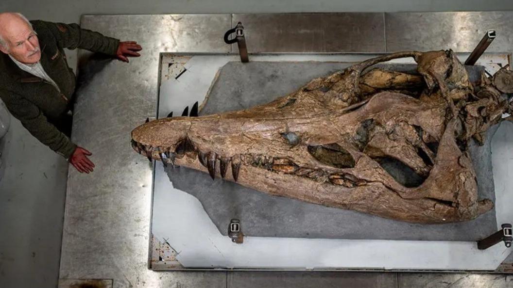 Man standing to the left of a giant skull fossil laid out on a metal table.