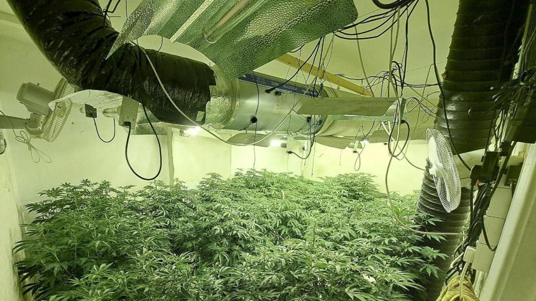 Lights shining on cannabis plants. There is a fan next to the plants and lots of wire attached to the ceiling