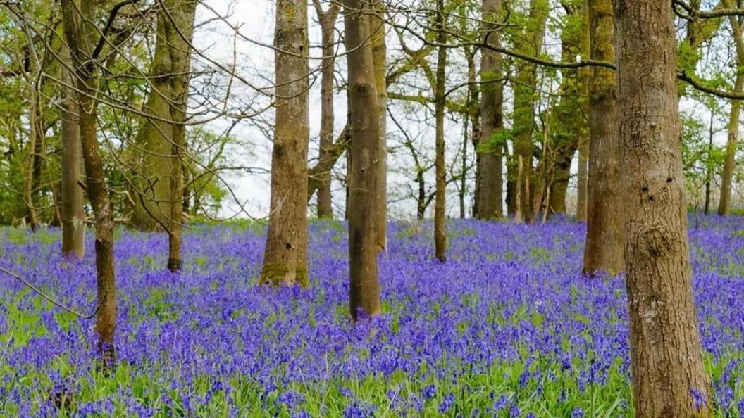 Coughton Court in Warwickshire bluebells