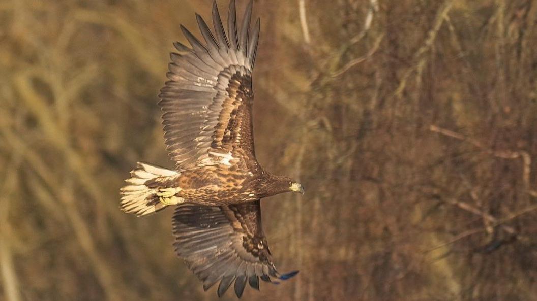 A white-tailed sea eagle is captured in flight. It has large, brown wings and there are blurred trees in the background