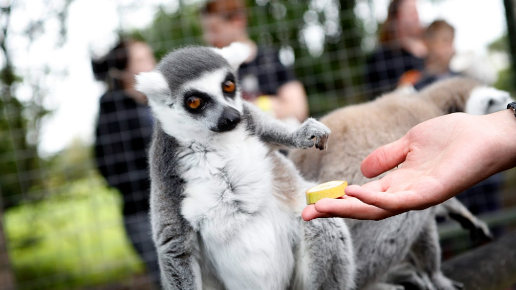 Hand feeding a Lemur