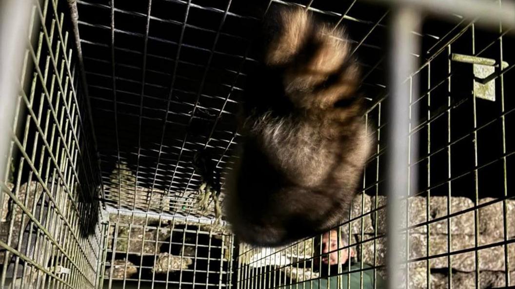 A large metal cage with a raccoon upside-down in it