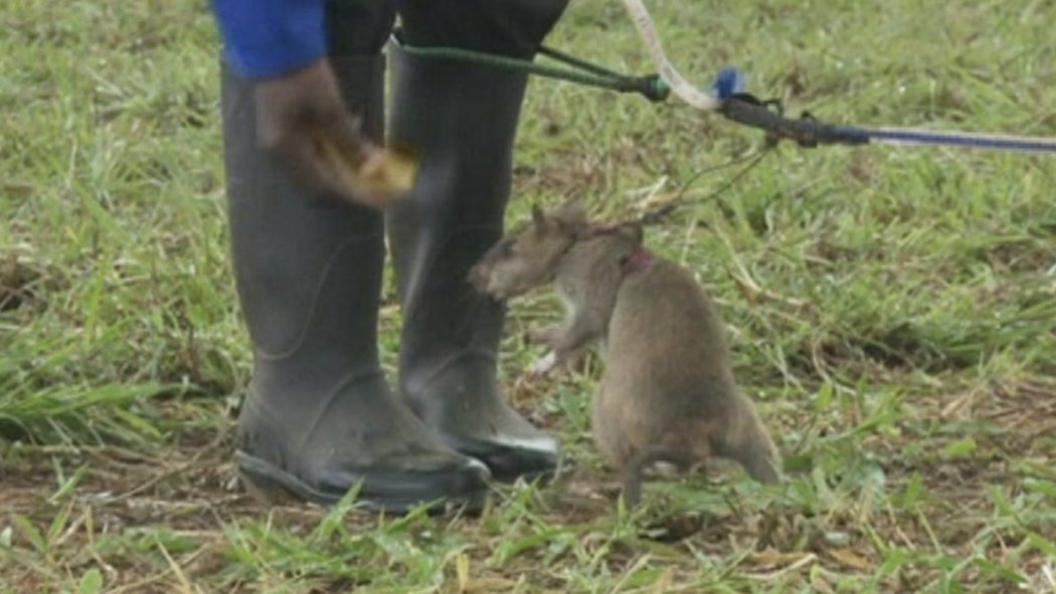 A rat being trained