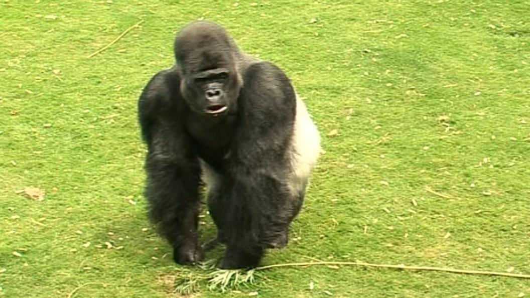 Djala at Port Lympne